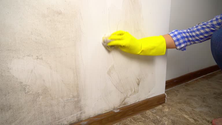 Best Mold Remediation for Healthcare Facilities  in Edgewood, KY