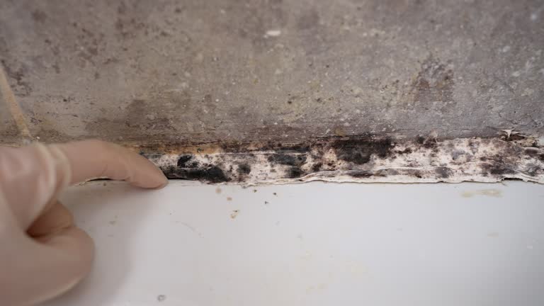 Best Mold Documentation for Insurance Claims  in Edgewood, KY