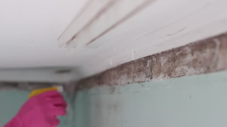 Best Water Damage & Mold Remediation  in Edgewood, KY